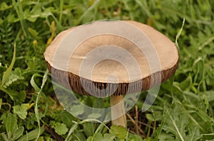 Beautiful mushroom growing on the grass. Volvariella