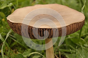Beautiful mushroom growing on the grass. Volvariella