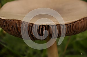 Beautiful mushroom growing on the grass. Volvariella