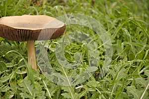 Beautiful mushroom growing on the grass. Volvariella