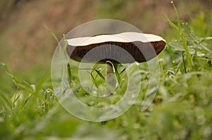 Beautiful mushroom growing on the grass. Volvariella gloiocephala, Volvariella speciosa