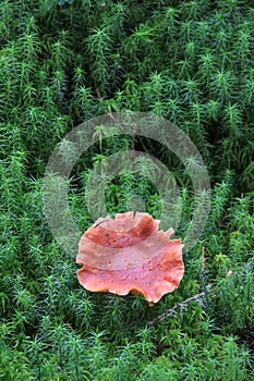 Beautiful mushroom grows among moss and ivy. Autumn. Carpathian Mountains, Ukraine