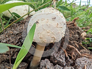 This beautiful mushroom has its scientific name
Chlorophyllum molybdite. growing on the ground, around it are uprooted plant roots