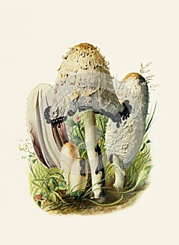 Beautiful Mushroom illustration. Coprinus Porcellanus photo