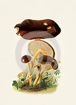 Beautiful Mushroom illustration. Limacium Vitellum photo