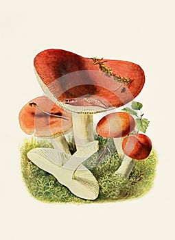 Beautiful Mushroom illustration. Russula Emetica photo