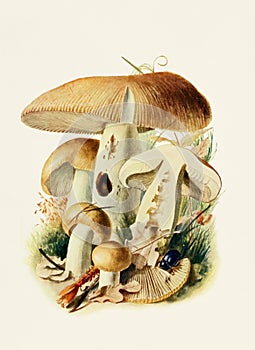 Beautiful Mushroom illustration. Russula Foetens photo