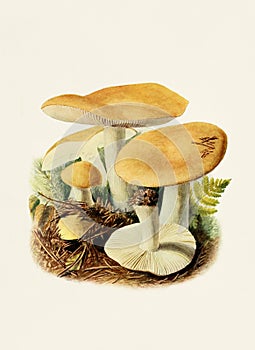 Beautiful Mushroom illustration. Russula Ochroleuca photo