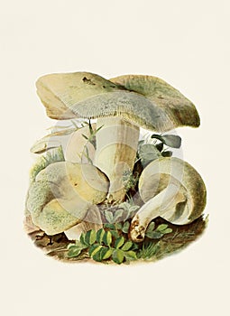 Beautiful Mushroom illustration. Russula Virescens photo