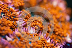 Beautiful mushroom lps coral in coral reef aquarium tank.