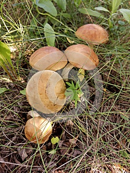 Beautiful mushroom pickers in the woods in the grass photo