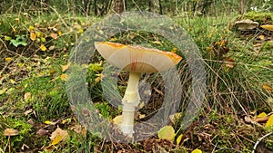 Beautiful mushroom with red cap in autumn