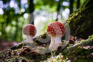 Beautiful mushroom with red and white dots, fly agaric photo
