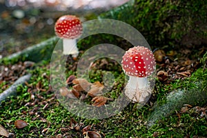 Beautiful mushroom with red and white dots, fly agaric photo