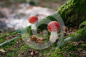Beautiful mushroom with red and white dots, fly agaric photo