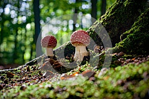 Beautiful mushroom with red and white dots, fly agaric photo