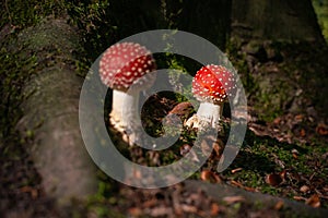 Beautiful mushroom with red and white dots, fly agaric photo
