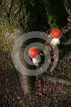 Beautiful mushroom with red and white dots, fly agaric photo