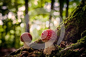 Beautiful mushroom with red and white dots, fly agaric photo