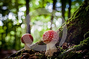 Beautiful mushroom with red and white dots, fly agaric photo