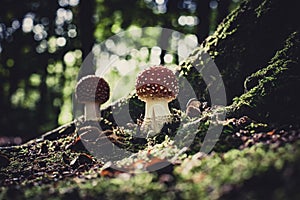 Beautiful mushroom with red and white dots, fly agaric photo