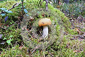 Beautiful mushroom russula