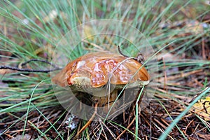 Beautiful mushroom Suillus in the grass