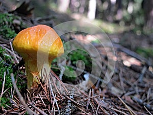 Beautiful mushroom suillus grevillei growing in the forest