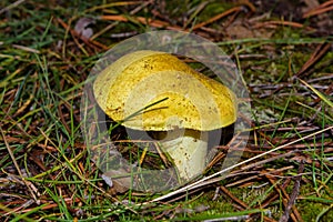 Beautiful mushroom Tricholoma equestre Yellow Knight in pine forest closeup. Selective focus photo