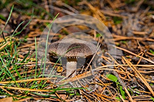Beautiful mushroom Tricholoma triste in a pine forest. Mushroom close-up. photo