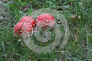 Beautiful mushrooms fly agaric dangerous red white grass