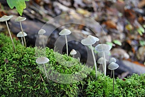 Beautiful Mushrooms growth in woods of Halmstad