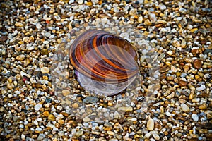 Beautiful mussel shell