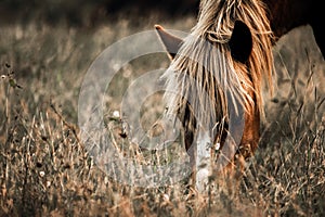 Beautiful Mustang horse with white blaze and mane ,grazing in the field.