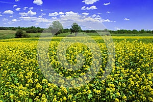 Beautiful mustard field photo