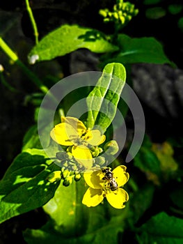 Beautiful Mustard flower farming in the agricultur field