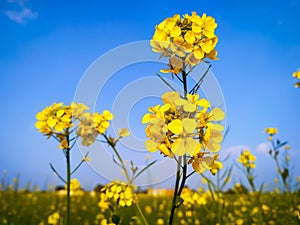 Beautiful mustard flowers blooming on the sky background