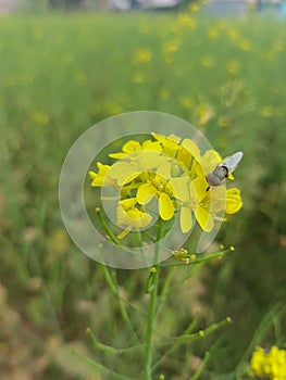 A beautiful Musterd flawer with its beautiful yellow colour