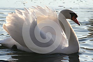 Beautiful mute swan photo