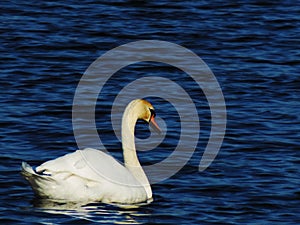 Beautiful mute swan in the sea photo