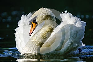 Beautiful Mute swan (Cygnus olor) portrait on River Thames, London, England