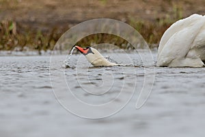 Beautiful mute swan gliding gracefully on the lake's surface gulping water. photo