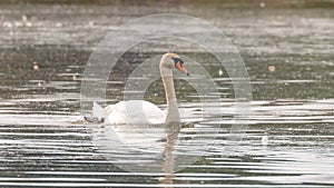 A beautiful mute swan swimming alone on the waters of a lake