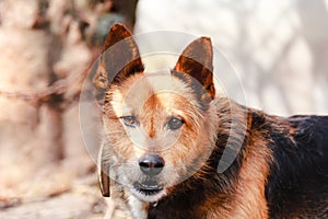 Beautiful mutt with gentle brown eyes looking directly at camera. Blurred background with copy space.