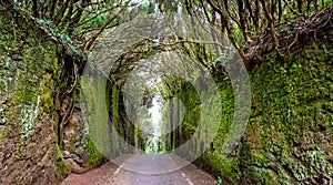 Beautiful and mysterious tunnel of mossy rocks and trees in a rain forest. Old road to Mirador Pico del Ingles, Anaga Rural Park,