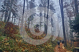 A beautiful mysterious view of the forest in the Bieszczady mountains Poland on a misty autumn day