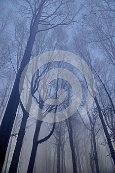 A beautiful mysterious view of the forest in the Bieszczady mountains Poland on a misty autumn day