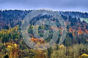 A beautiful mysterious view of the forest in the Bieszczady mountains Poland on a misty autumn day