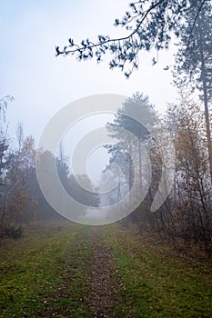 Beautiful mystical forest in blue fog in autumn. Colorful landscape with enchanted trees with orange and red leaves