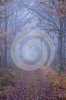 Beautiful mystical forest in blue fog in autumn. Colorful landscape with enchanted trees with orange and red leaves